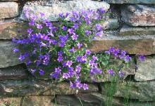 Campanula portenschlagiana