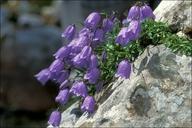 Campanula cochlearifolia