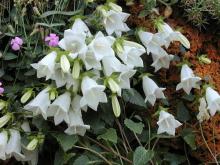 Campanula betulifolia; photo by Philippe Pechoux