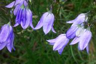 C. rotundifolia; photo by Jerry Murray