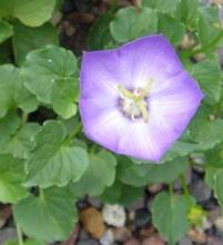 Campanula 'Samantha'  photo by Chuck Carlson