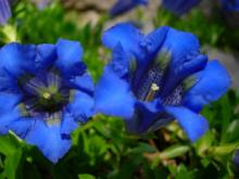 close view of Gentiana acaulis flowers, photo by Mike Slater