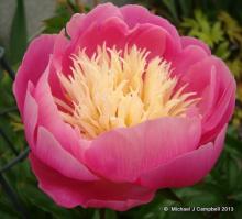 Paeonia lactiflora 'Bowl of Beauty'