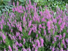 Calluna vulgaris 'Corbett's Red'; photo by Todd Boland