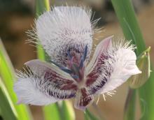 Calochortus tolmiei; photo by Jenny Wainwright-Klein