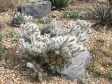 Cylindropuntia whipplei 'Snow Leopard'; photo by Todd Boland