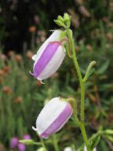 Daboecia cantabrica 'Bicolor'; photo by Todd Boland