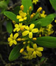 Daphne gemmata; photo by Todd Boland