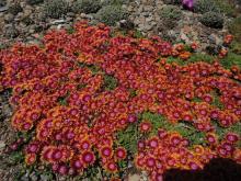 Delosperma 'Fire Spinner'®; photo by Panayoti Kelaidis