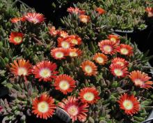 Delosperma dyeri; photo by Panayoti Kelaidis