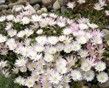 Delosperma karooicum 'Ouberg'; photo by David Winger