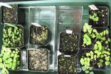 Gametophytes and young sporophytes under lights in our basement; photo by Frances Burr