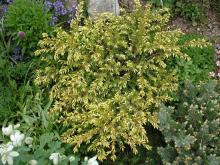 Juniperus communis 'Depressa Aurea'; photo by Todd Boland