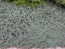 Juniperus horizontalis 'Blue Rug'; photo by Todd Boland