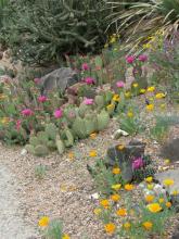 Opuntia aurea 'Coombe's Winterglow'; photo by Panayoti Kelaidis