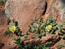 Opuntia fragilis 'Debreuzii'; photo by Panayoti Kelaidis