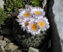 Pediocactus simpsonii; photo by Stireman