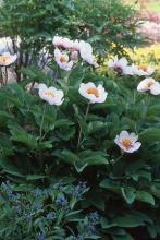 Peony japonica