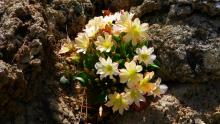 Cistanthe tweedyi ( syn. Lewisia tweedyi)  