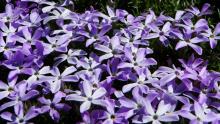 Phlox stansburyi