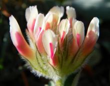 Trifolium macrocephalum