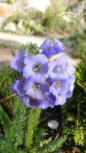 Polemonium confertum