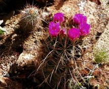 Sclerocactus parviflorus