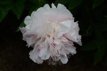 peony