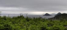 View North in Placentia Bay  from the conifer woods on the old US Navy Base