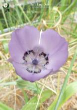 Calochortus  uniflorus Bulb Log 2220