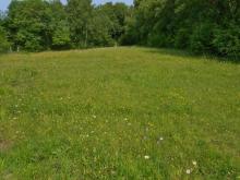 Typical Bee Orchid habitat, plus 4 other orchid Genera!