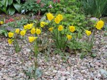 Narcissus bulbocodium colonises the paths