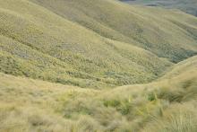 Aciphylla scott-thomsonii growing in Chionochloa tussock grassland