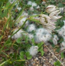 Allium narcissiflorum seed head