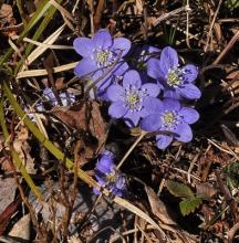 Hepatica nobilis. The first one this spring.