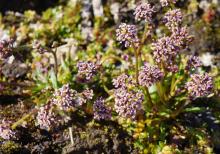 Braya glabella purpurascens