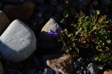 Campanula Get Mee (portenschlagiana)