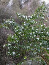 Camillia transnokoensis