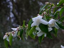 Camillia transnokoensis