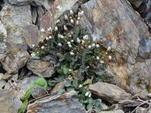 undescibed Cardamine