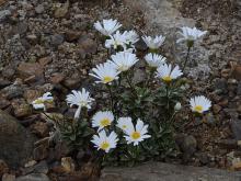 Celmisia brevifolia