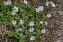 Celmisia brevifolia