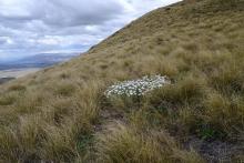 Celmisia viscosa growing in Chionochloa macra grassland