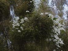 Celmisia paniculata