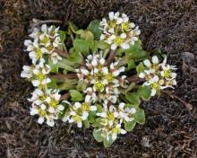 Cochlearia groenlandica