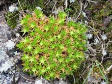 Colobanthus buchananii