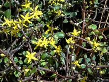 Corokia cotoneaster