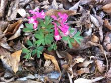 Corydalis solida