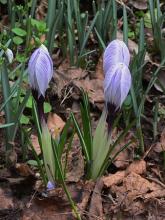 Crocus