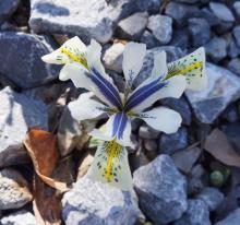 Iris reticulata 'Eye Catcher'